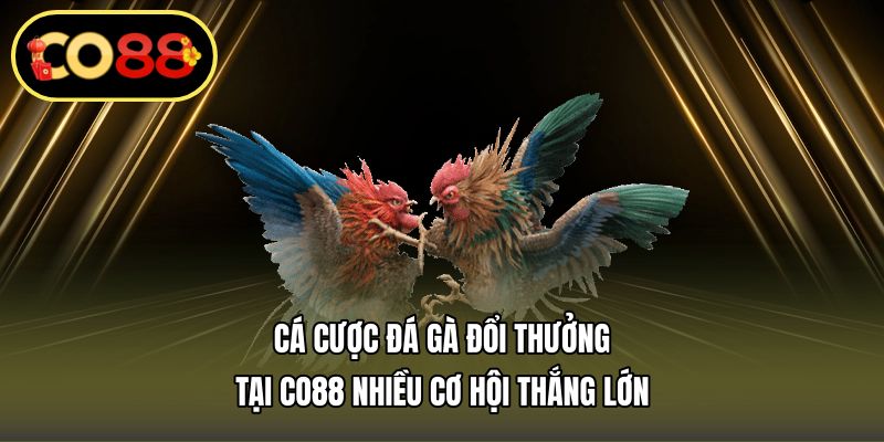 cá cược đá gà đổi thưởng