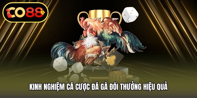 Kinh nghiệm cá cược đá gà đổi thưởng hiệu quả