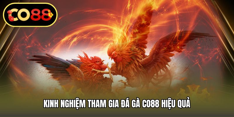 Kinh nghiệm tham gia đá gà CO88 hiệu quả