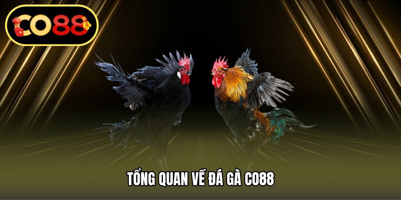 Tổng quan về đá gà CO88